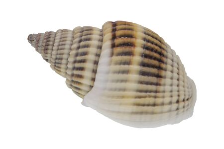 Sea shell isolated on a white background