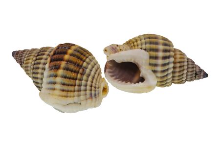 Sea shells isolated on a white background