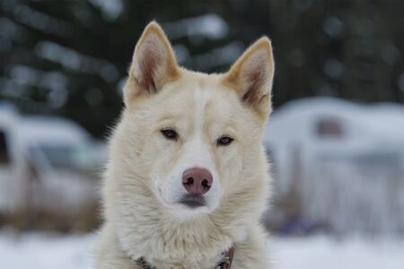Portrait of white husky dog outdoorの写真素材