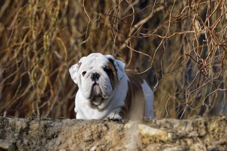 Funny portrait of puppy english bulldogの写真素材