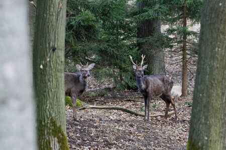 A stunning Manchurian Sika Deer in the wild