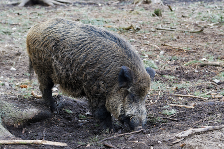 Wild Boar (Sus Scrofa) in the forest. Eurasian wild pigの写真素材