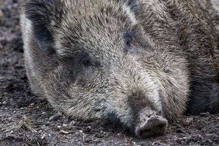 Wild Boar (Sus Scrofa) in the forest. Eurasian wild pigの写真素材