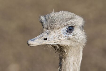 Portrait of greater rhea (Rhea americana), also known as the common rhea.の写真素材