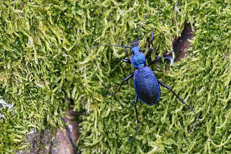 Blue ground beetle (Carabus intricatus) on a green mossの写真素材