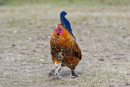 Beautiful male Junglefowl (Gallus gallus) standing on groundの写真素材