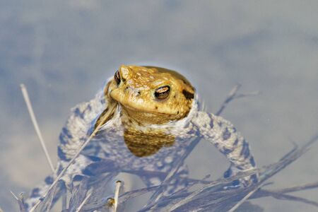 Common toad (Bufo bufo) swin in a pond level