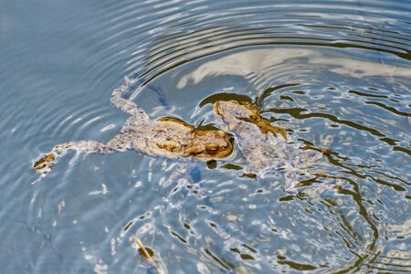 Common toad (Bufo bufo) swin in a pond levelの写真素材
