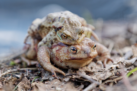 Common toad (Bufo bufo) in a wild natureの写真素材