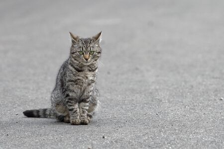 Portrait of shaggy cat on a grey asphalt roadの写真素材