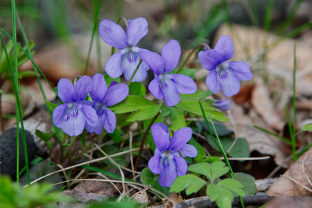 Pale wood violet (Viola reichenbachiana) in a wild nature