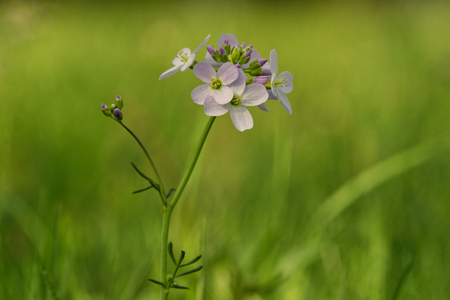 Cuckooflower (Cardamine pratensis) in a wild spring natureの写真素材