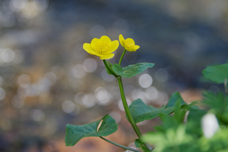 Marsh-marigold (Caltha palustris) in a wild natureの写真素材