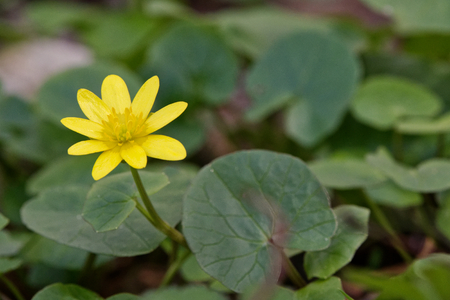 Spring flower lesser celandine (Ficaria verna) in a wild natureの写真素材