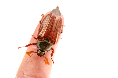 Cockchafer (Melolontha melolontha) isolated on a white backgroundの写真素材