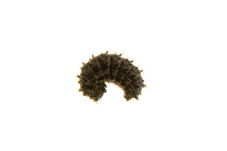 Larva of Galeruca tanaceti isolated on a white background