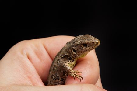 Lizard (Lacerta agilis) isolated on a black backgroundの写真素材