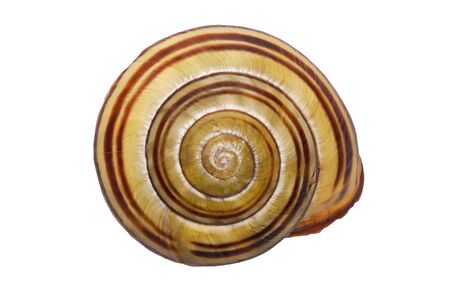Snail shell isolated on a white background