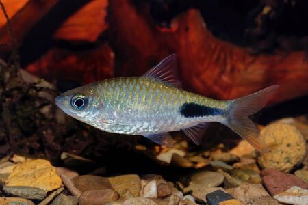 Cyprinid fish Enteromius rohani in a freshwater aquarium