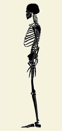 Human Skeleton Vectorのイラスト素材