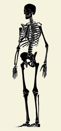 Human Skeleton Vectorのイラスト素材