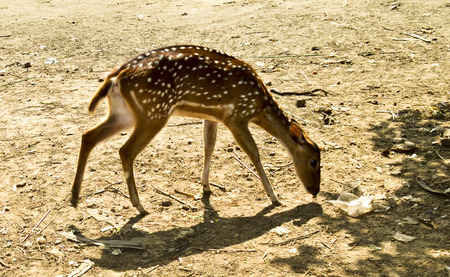 A deer is searching the foodの写真素材