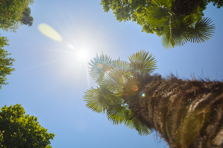 The tops of the trees on the background of clear sky and sun beams in the parkの写真素材