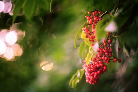 Bunches of red elderberry (Sambucus racemosa) on the bushの写真素材