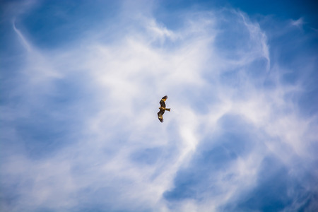 Hawk flying in the blue sky with clouds
