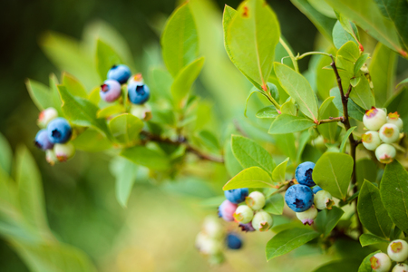 Blueberries on a bush in the garden. Different degrees of ripening berries. Colorful nature background.の写真素材