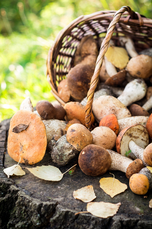 Wicker basket with mushrooms on the stump. Selective focus.の写真素材