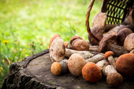 Wicker basket with mushrooms on the stump. Selective focus.の写真素材