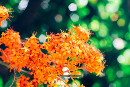 Fresh flower in nature, green leafの写真素材