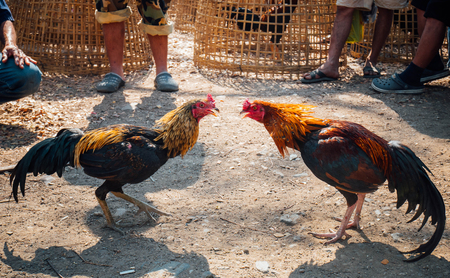 fighting cock, local culture in Thailandの写真素材