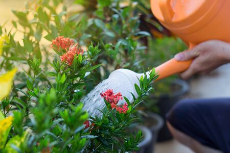 Watering a tree or plant at garden, nature freshの写真素材