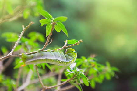 green hawk-moth (Daphnis nerii, Sphingidae) caterpillar climbing eat plantの写真素材