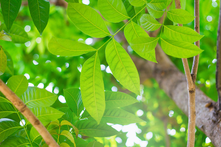 forest trees, nature green leaf sunlight background, relax and freshの写真素材
