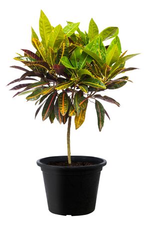Croton, Green leaf tree plant fresh nature, white background