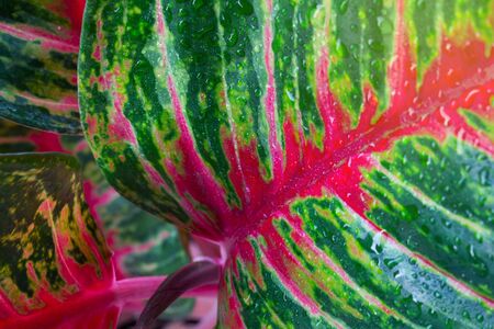 Aglaonema, Green leaf tree plant fresh nature, garden decorationの写真素材
