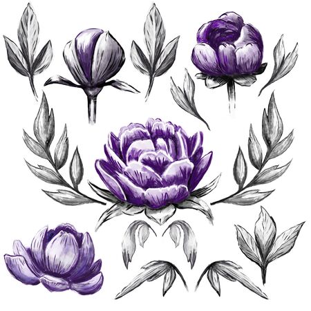 Hand painted peonies elements set. Watercolor and ink botanical illustration isolated on the white background with leaves and flowers.の写真素材
