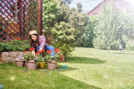 Gorgeous Caucasian brunette dressed in work wear and with hat and gloves planting pelargonium in her backyard.の写真素材