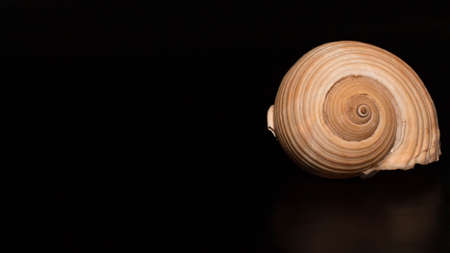 seashell on a black background