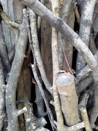 Close-up photo of cut dry tree branches.