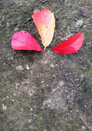 Red ivy leaves on the old concrete floor. scarlet leaves in the fall. Horizontal or vertical images.