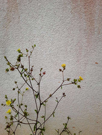 Yellow blossoming branches in front of the white wall.