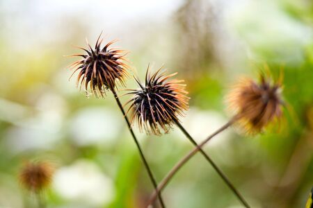 Dry autumn plants Bush tree which does not blossomの写真素材