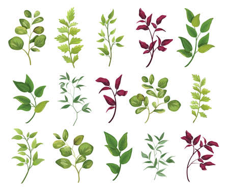 Vector designer elements set collection green branch with leaves. Decorative beauty elegant illustration for design leaf in watercolor style.のイラスト素材