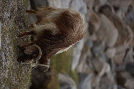 Close-up of the head of a goat on a rock.の写真素材