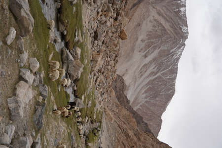 Mushrooms growing on the rocks in the Himalayas.の写真素材
