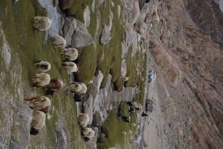 A flock of animals on a cliff in the mountains.